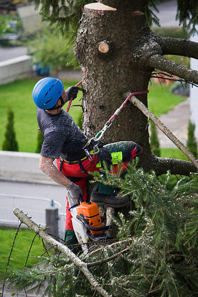 How Our Tree Care Process Works  in  Rossmoor, CA