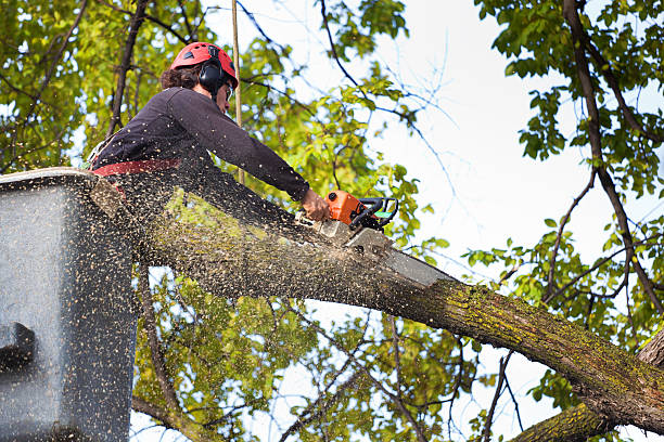 Best Emergency Tree Removal Services  in Rossmoor, CA